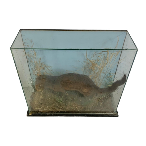 190 - Vintage taxidermy mink in glass display case. 46 x 15 x 39cm