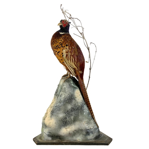 191 - Large vintage taxidermy pheasant in a glass lead bound display case. 52 x 29 x 88cm