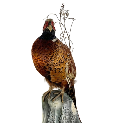 191 - Large vintage taxidermy pheasant in a glass lead bound display case. 52 x 29 x 88cm