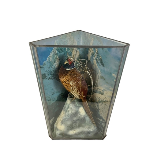 191 - Large vintage taxidermy pheasant in a glass lead bound display case. 52 x 29 x 88cm