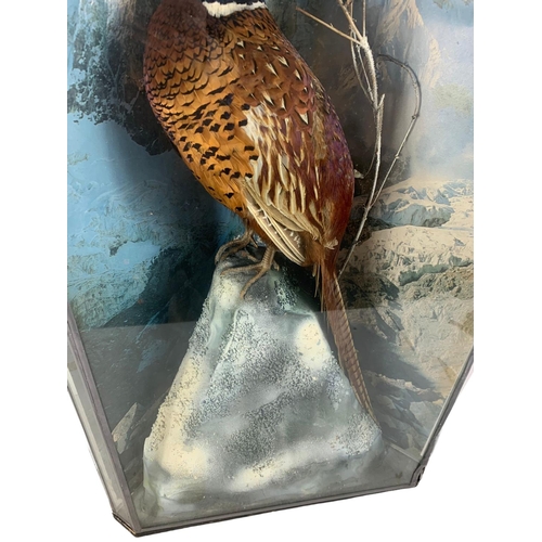 191 - Large vintage taxidermy pheasant in a glass lead bound display case. 52 x 29 x 88cm