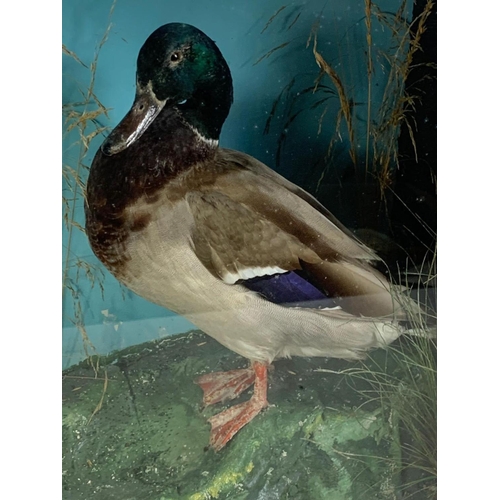 192 - Large vintage taxidermy ducks in a glass and wood display case. 94 x 28 x 53cm