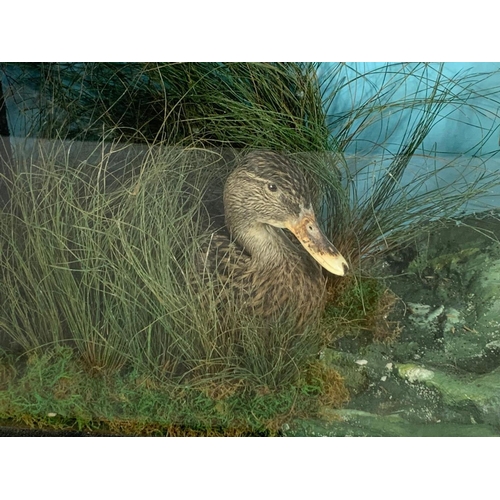 192 - Large vintage taxidermy ducks in a glass and wood display case. 94 x 28 x 53cm