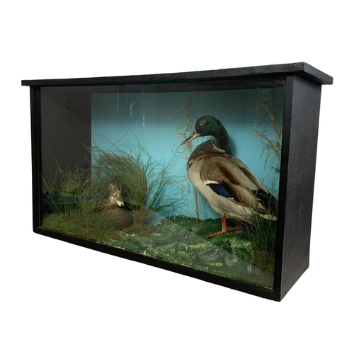 192 - Large vintage taxidermy ducks in a glass and wood display case. 94 x 28 x 53cm