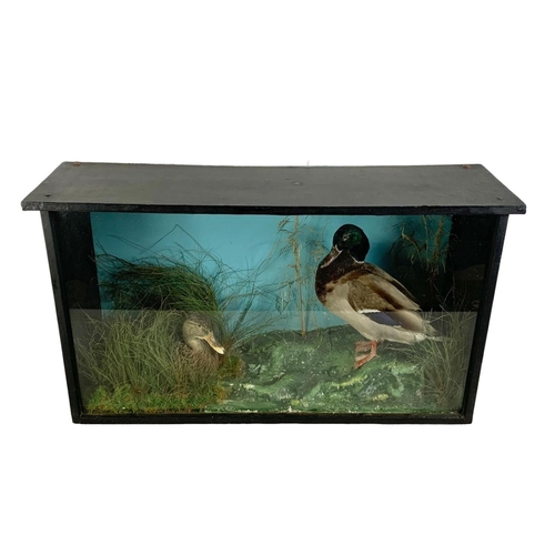 192 - Large vintage taxidermy ducks in a glass and wood display case. 94 x 28 x 53cm