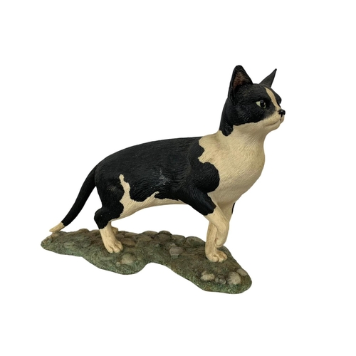 531 - A Border Fine Arts “Eyes Forward” cat figure. Figure measures 14 x 11.5cm. Box measures 23 x 23 x 18... 