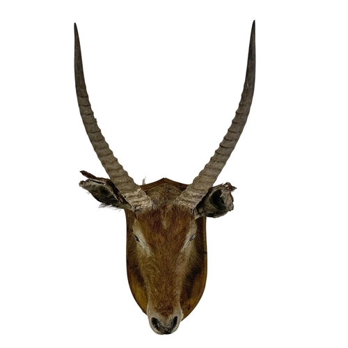 324f - A large early 20th century taxidermy antelope head. 48 x 100cm.