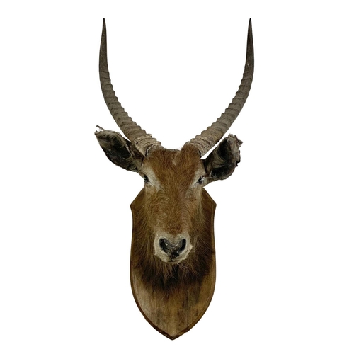 324f - A large early 20th century taxidermy antelope head. 48 x 100cm.