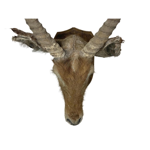 324f - A large early 20th century taxidermy antelope head. 48 x 100cm.