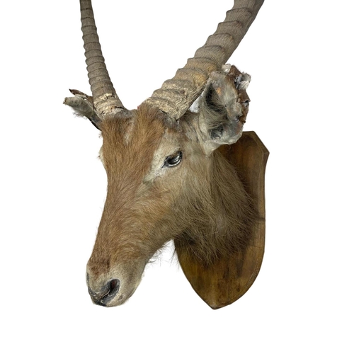 324f - A large early 20th century taxidermy antelope head. 48 x 100cm.