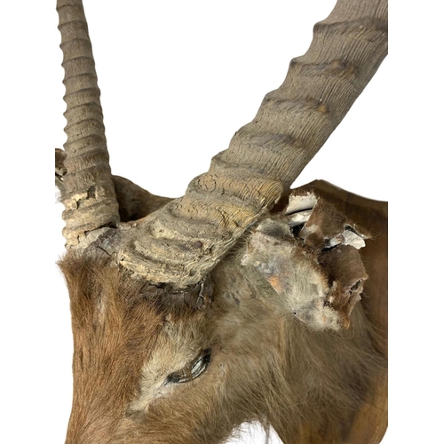 324f - A large early 20th century taxidermy antelope head. 48 x 100cm.