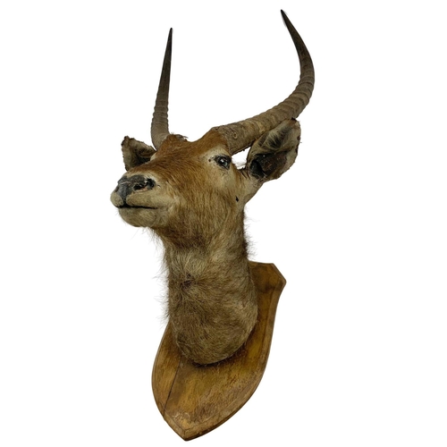 324g - A large early 20th century taxidermy wall mounted antelope head. 45 x 112cm.