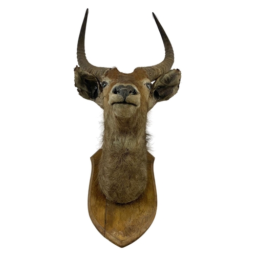 324g - A large early 20th century taxidermy wall mounted antelope head. 45 x 112cm.