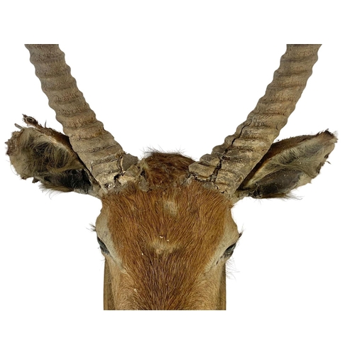 324g - A large early 20th century taxidermy wall mounted antelope head. 45 x 112cm.