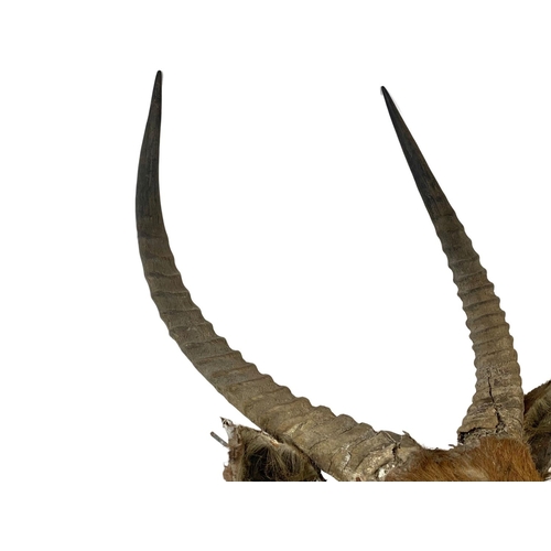 324g - A large early 20th century taxidermy wall mounted antelope head. 45 x 112cm.