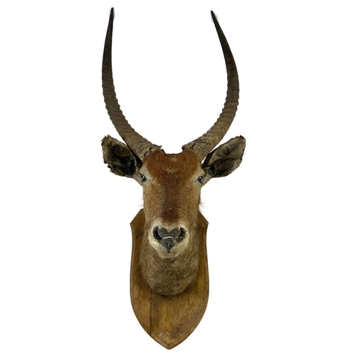 324g - A large early 20th century taxidermy wall mounted antelope head. 45 x 112cm.