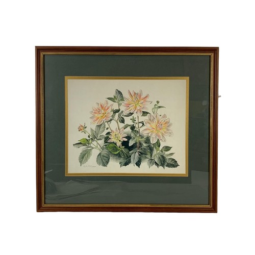 324x - A watercolour drawing by Elizabeth McEwen “Dahlia” drawing measures 38 x 31cm. Frame measures 57.5 x... 