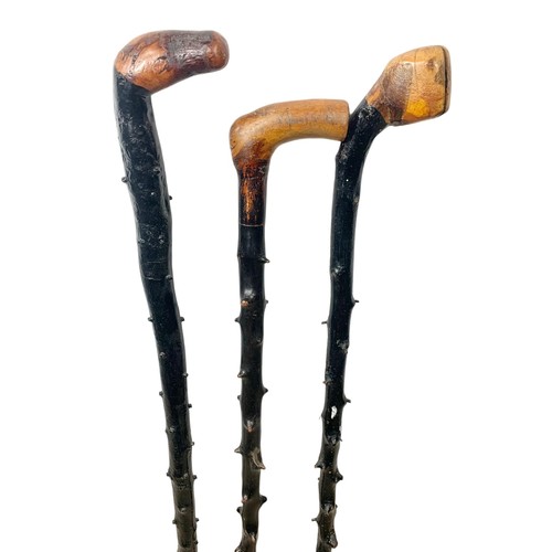 160L - Quantity of Edwardian and vintage walking sticks and umbrellas. 3 Black Thorns, 3 Edwardian umbrella... 