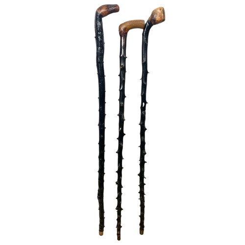 160L - Quantity of Edwardian and vintage walking sticks and umbrellas. 3 Black Thorns, 3 Edwardian umbrella... 