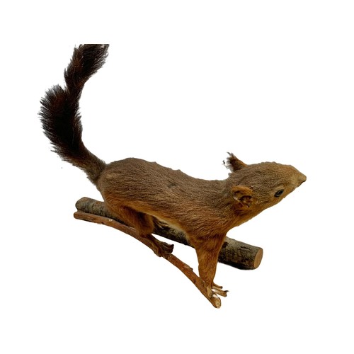 160T - 3 pieces of vintage taxidermy. Including a squirrel 37cm, a lizard 34cm and a bird 33cm.