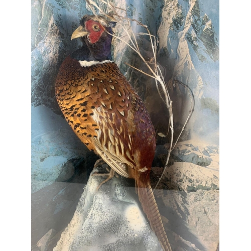 341h - Large vintage taxidermy pheasant in a glass lead bound display case. 52 x 29 x 88cm