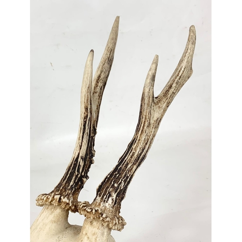 159 - A small mounted deer skull with antlers