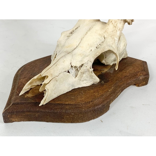 159 - A small mounted deer skull with antlers