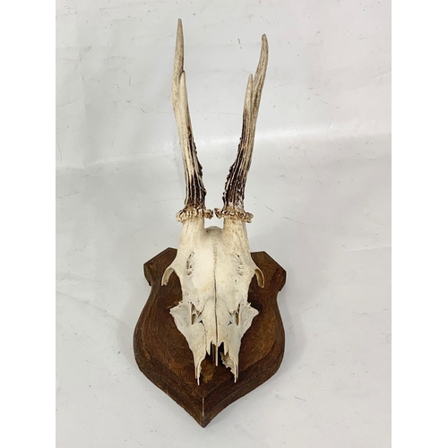 159 - A small mounted deer skull with antlers