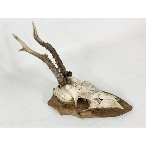 160 - A small mounted deer skull with antlers