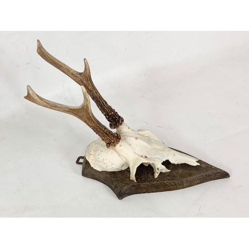 161 - A small mounted deer skull with antlers