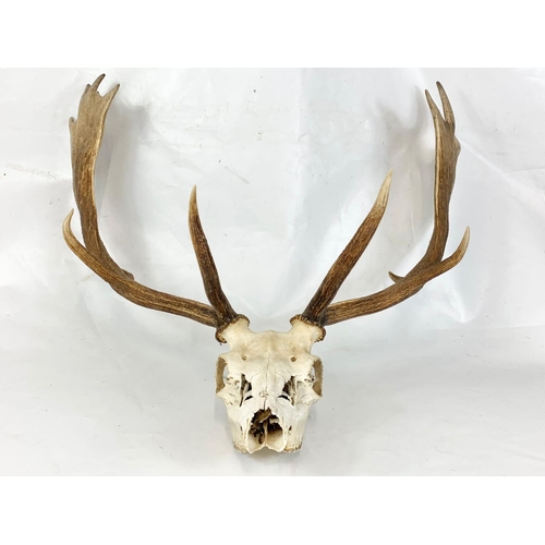 54 - An early 20th century deer skull with antlers wall mount, 72cm