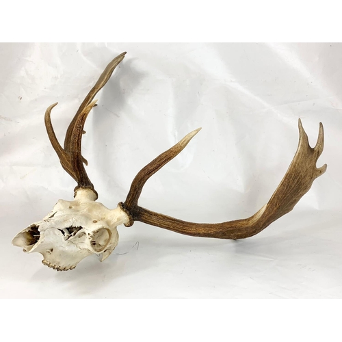 54 - An early 20th century deer skull with antlers wall mount, 72cm