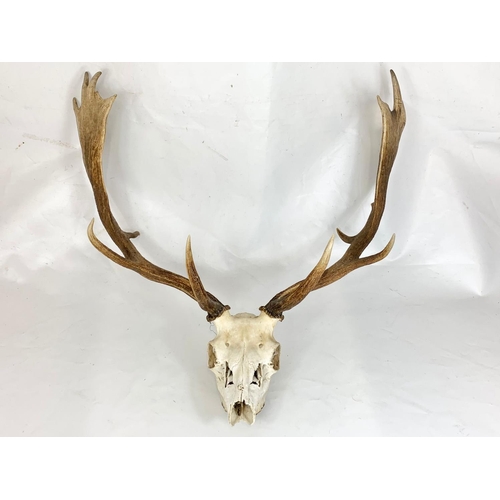 54 - An early 20th century deer skull with antlers wall mount, 72cm