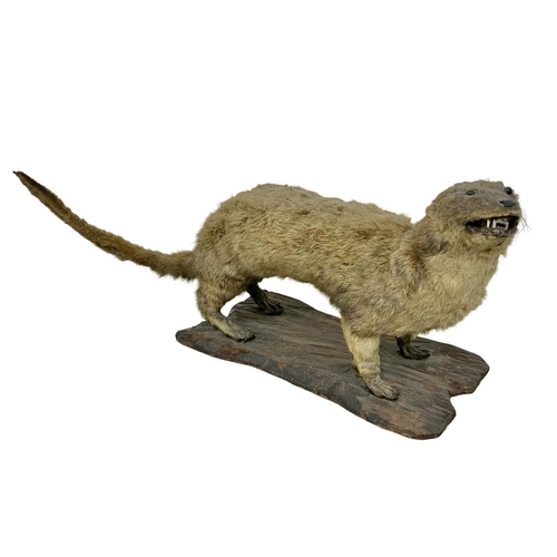 83a - Vintage taxidermy