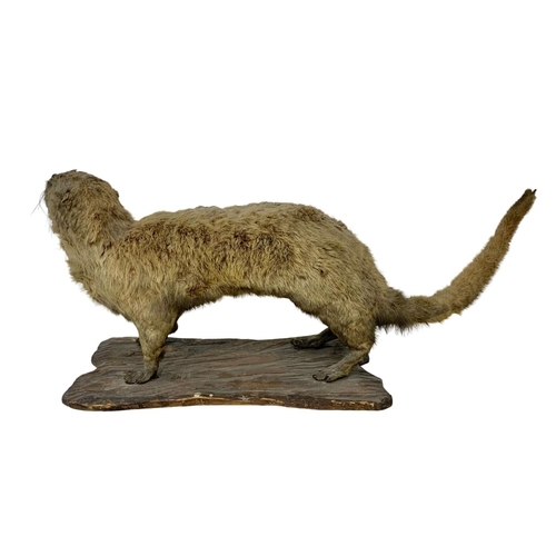 83a - Vintage taxidermy