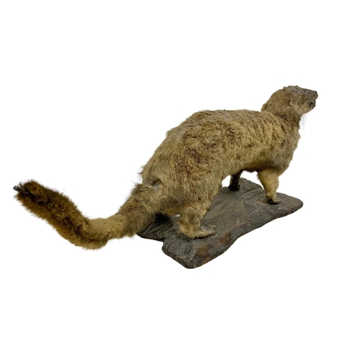 83a - Vintage taxidermy