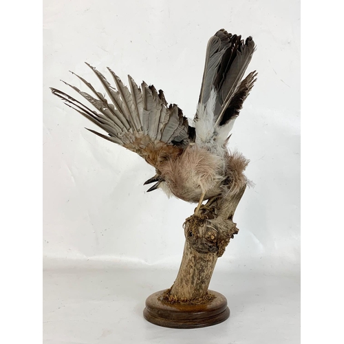 171 - A vintage taxidermy of an Eurasian Jay. 40cm