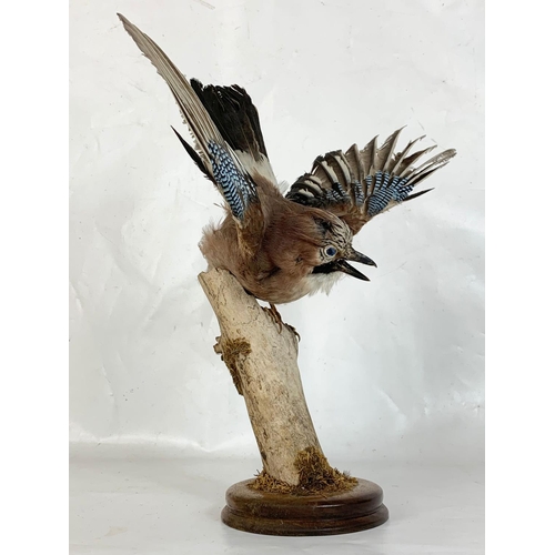 171 - A vintage taxidermy of an Eurasian Jay. 40cm