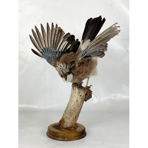 171 - A vintage taxidermy of an Eurasian Jay. 40cm