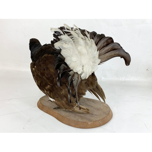 76 - A Black Grouse Capercaillie taxidermy. 39cm.