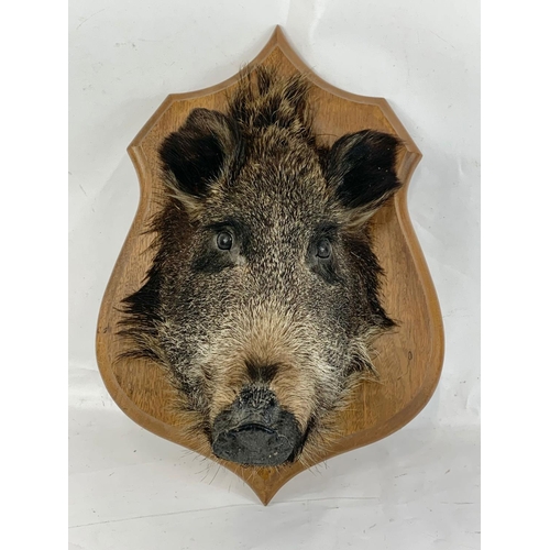 83 - A vintage wall mounted Boar head taxidermy. 35.5 x 50.5cm.