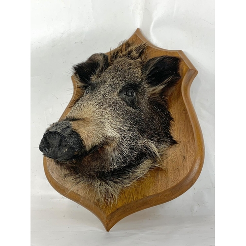 83 - A vintage wall mounted Boar head taxidermy. 35.5 x 50.5cm.