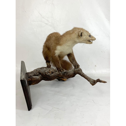 84 - A vintage wall mounted Marten taxidermy. 47 x 37 x 34cm.