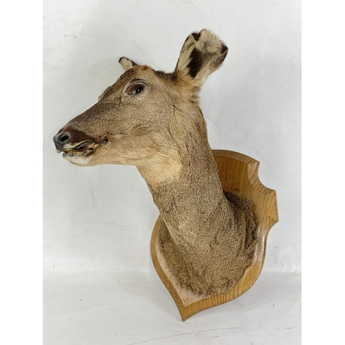 85 - A vintage wall mounted deer taxidermy. 40cm.