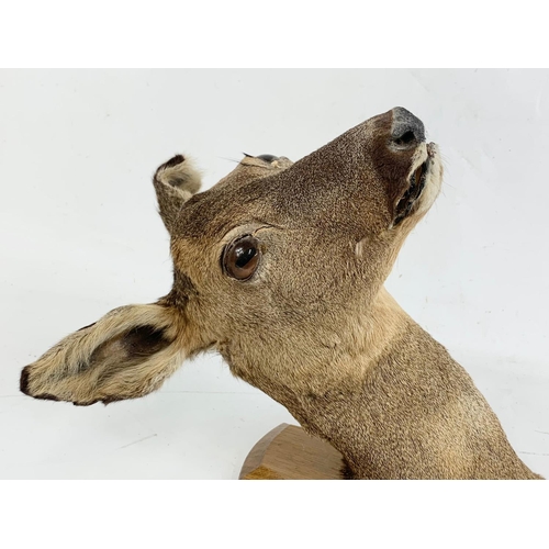 85 - A vintage wall mounted deer taxidermy. 40cm.