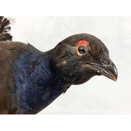 221 - A Black Grouse Capercaillie taxidermy. 39cm.