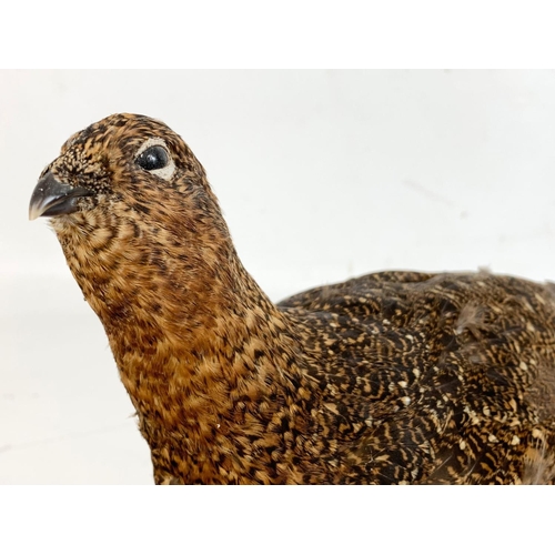 222 - A Red Grouse taxidermy. 41cm including wooden base