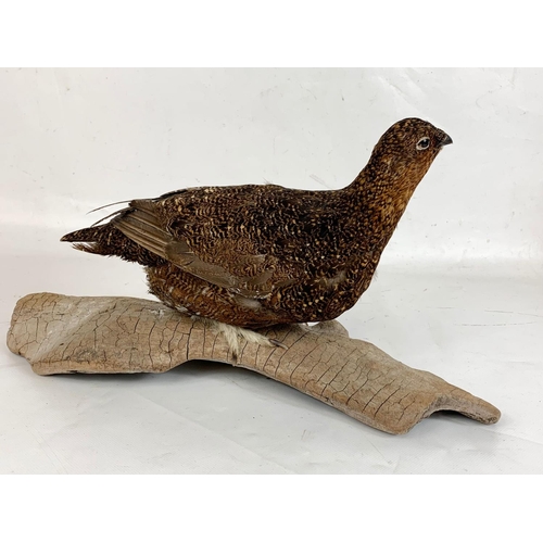 222 - A Red Grouse taxidermy. 41cm including wooden base