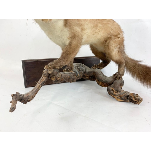 223 - A vintage wall mounted Marten taxidermy. 47 x 37 x 34cm.