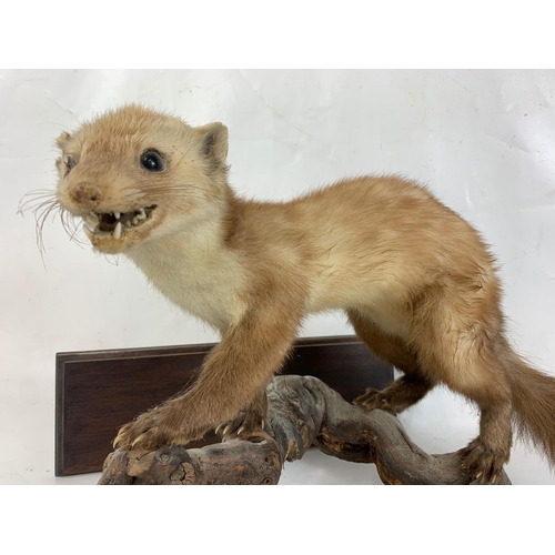 223 - A vintage wall mounted Marten taxidermy. 47 x 37 x 34cm.